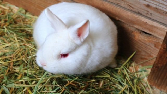 うさぎが舐めるのには理由があります 代表的な舐める場所６つと意味 ペットのトリセツ