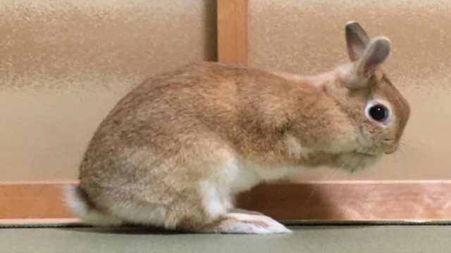 うさぎが毛をむしる 抜く原因は 原因別の対処法について紹介します ペットのトリセツ