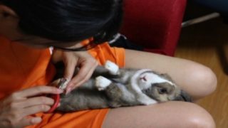 うさぎ 爪が折れた時の対処法 出血の場合は 我が家の経験談 ペットのトリセツ