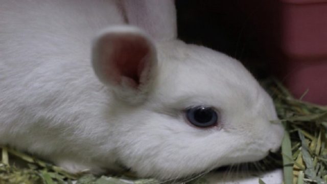 うさぎが毛をむしる 抜く原因は 原因別の対処法について紹介します ペットのトリセツ