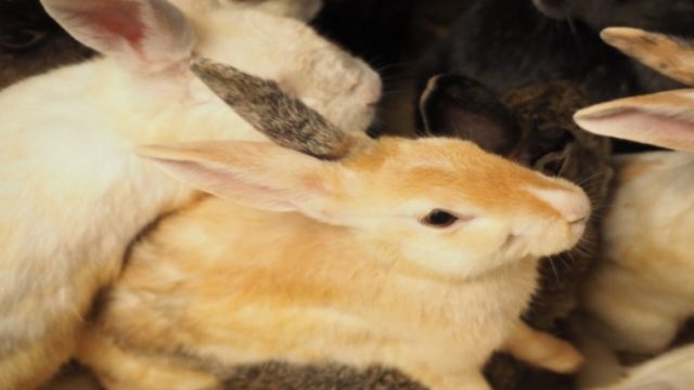 うさぎが脱走してしまう原因は しつけや防止方法について ペットのトリセツ