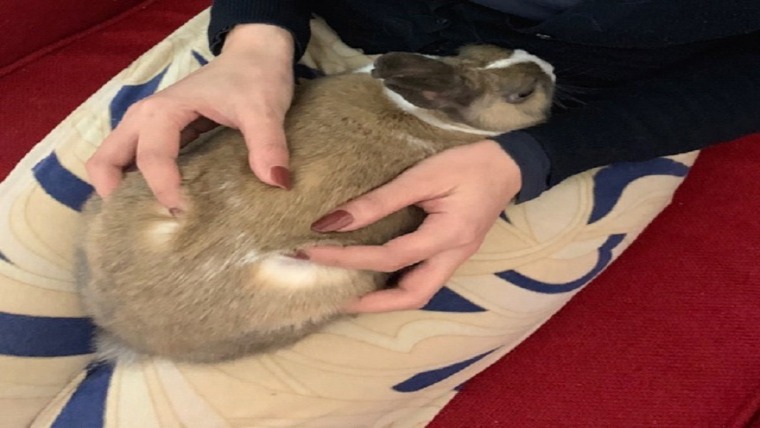 うさぎのブラッシングの頻度や注意点は 簡単なやり方を紹介します ペットのトリセツ