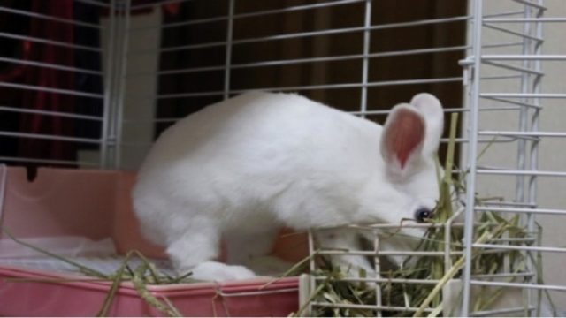 うさぎがほりほりする気持ちや理由は 激しい時は辞めさせる 経験談 ペットのトリセツ うさぎがほりほりする気持ちや理由は 激しい時は辞めさせる 経験談 ペットのトリセツ