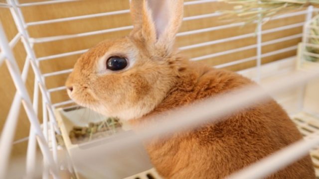 うさぎの冬眠について 冬の外飼い 室内飼いの過ごし方や対策 ペットのトリセツ