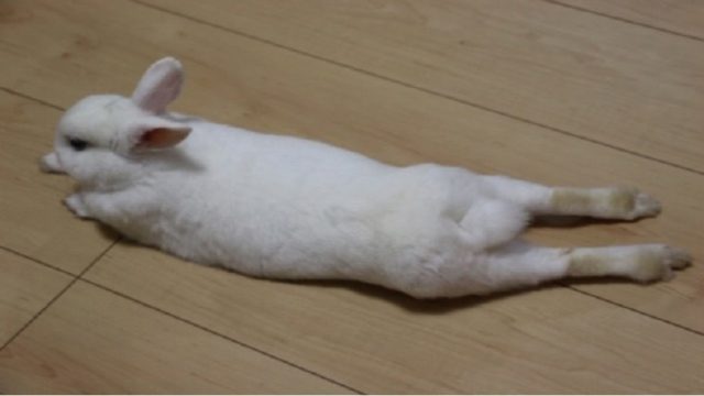 うさぎが毛をむしる 抜く原因は 原因別の対処法について紹介します ペットのトリセツ
