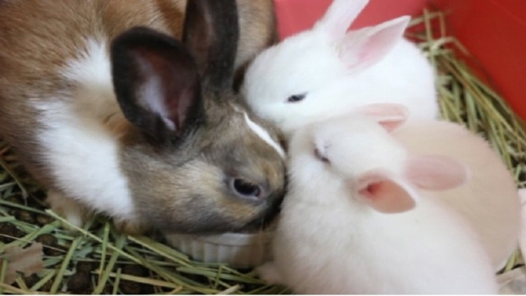 うさぎに長生きしてもらうためにしていること できること 経験談 ペットのトリセツ