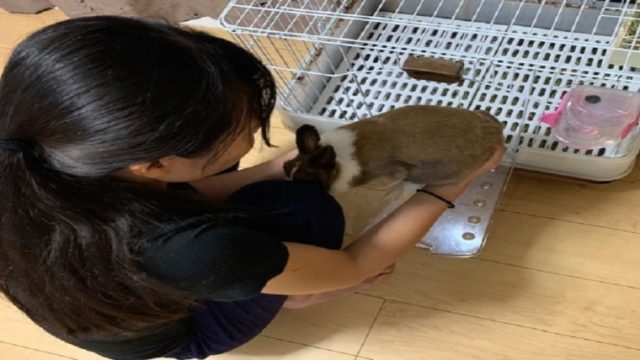 我が家では うさぎを放し飼いしています メリット デメリット ペットのトリセツ